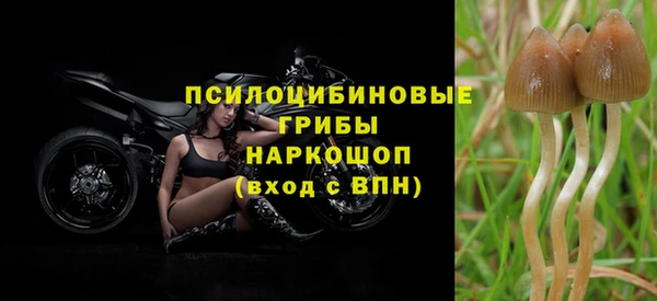 прущие грибы Алзамай